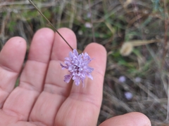 Cephalaria transsylvanica