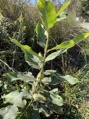 Asclepias syriaca