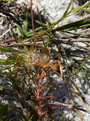 Pharnaceum elongatum