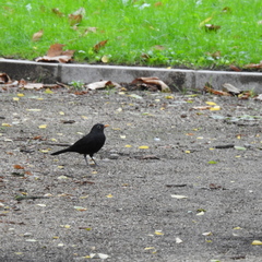 Turdus merula