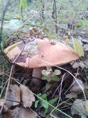 Leccinum albostipitatum