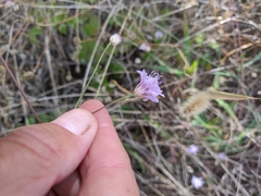 Cephalaria transsylvanica