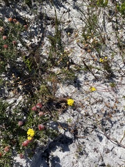 Pharnaceum elongatum