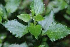 Ageratina jucunda