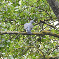 Columba palumbus