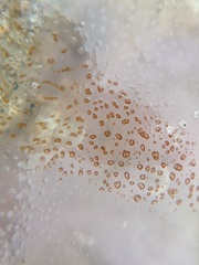 Chrysaora chesapeakei