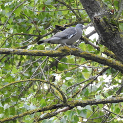 Columba palumbus