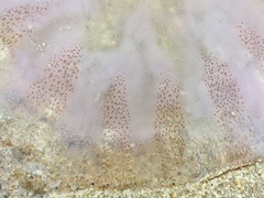 Chrysaora chesapeakei