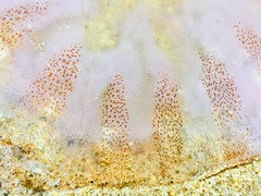 Chrysaora chesapeakei