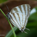Gossamer-winged Butterflies - Photo (c) Maria Dolores Heredia, some rights reserved (CC BY-NC), uploaded by Maria Dolores Heredia