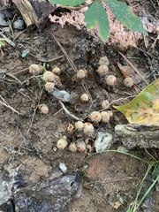 Calostoma ravenelii ravenelii