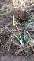 Ledebouria ensifolia