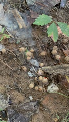 Calostoma ravenelii ravenelii