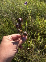 Fritillaria