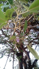 Vitex mollis