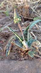 Ledebouria ensifolia