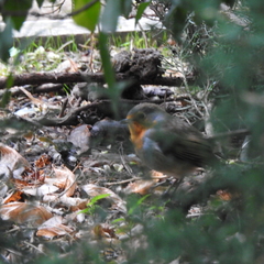 Erithacus rubecula