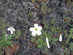 Oxalis dentata