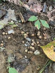 Calostoma ravenelii ravenelii