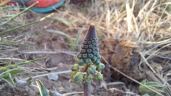 Ledebouria ensifolia