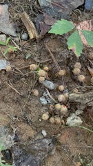 Calostoma ravenelii ravenelii