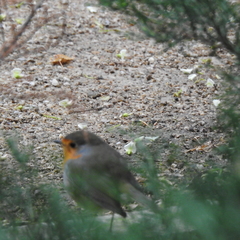 Erithacus rubecula