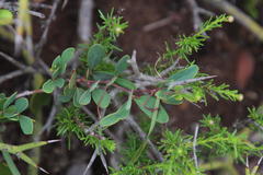 Rhoicissus tridentata tridentata