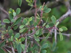 Rhoicissus tridentata tridentata