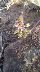 Ledebouria ensifolia