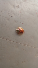 Aspidimorpha quadriremis