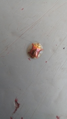 Aspidimorpha quadriremis