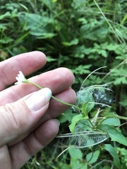 Epilobium lanceolatum