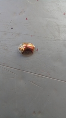 Aspidimorpha quadriremis