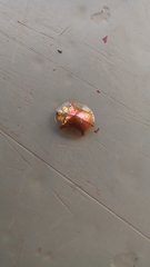 Aspidimorpha quadriremis