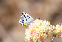 Euphilotes heracleoides