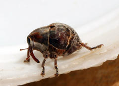 Conoderinae