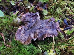 Boletopsis leucomelaena