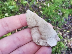 Boletopsis leucomelaena