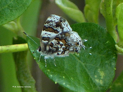 Aubergina vanessoides
