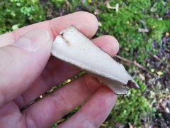 Boletopsis leucomelaena