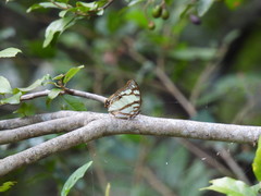 Polyura zoolina