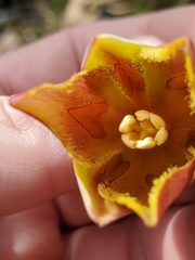 Calochortus hartwegii
