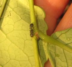 Cataulacus wissmannii