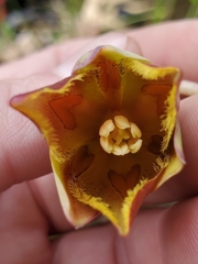 Calochortus hartwegii