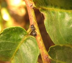 Cataulacus wissmannii