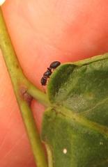 Cataulacus wissmannii