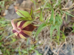 Calochortus hartwegii