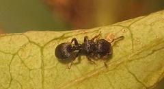 Cataulacus wissmannii