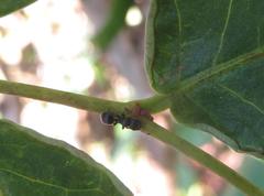 Cataulacus wissmannii