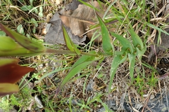 Calochortus hartwegii